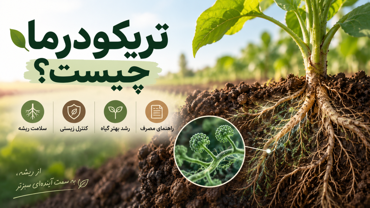 تریکودرما چیست؟ از یک دغدغه چهار ساله تا راهکاری برای سلامت ریشه